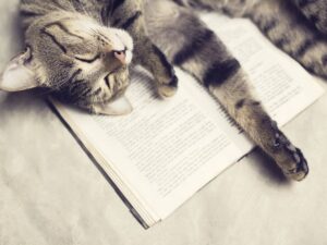 A tabby cat peacefully sleeping on an open book, symbolizing relaxation, rest, and the importance of taking time to unwind.